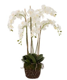 Orkidea juuripaakulla 104cm, valkoinen