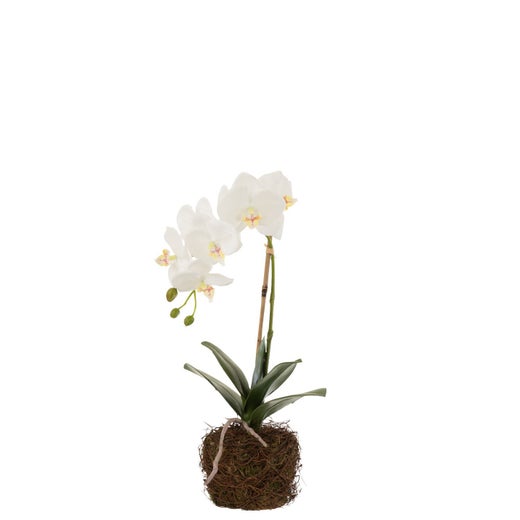 Orkidea juuripaakulla 40cm, valkoinen